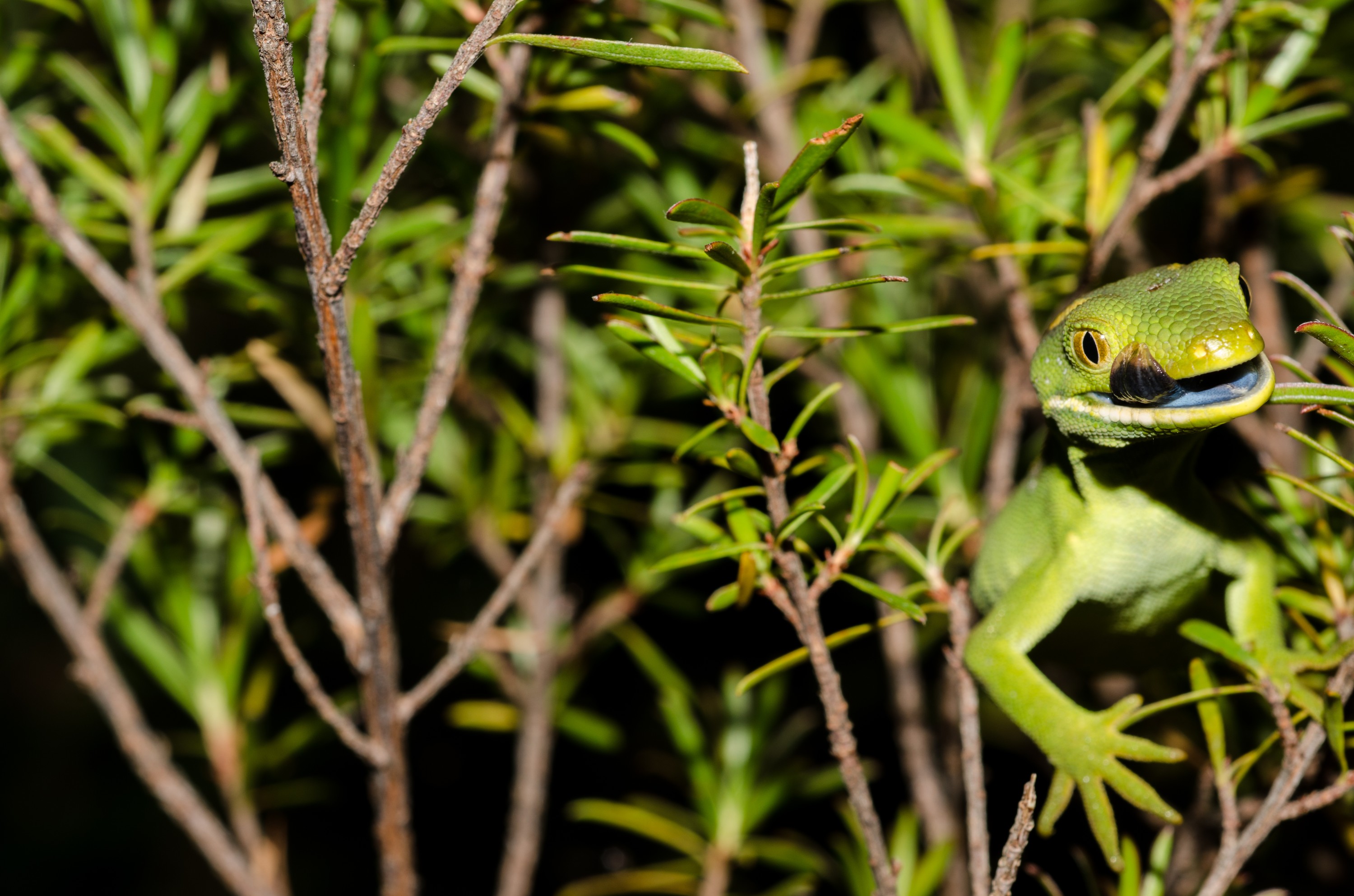 DSC_7947-2 – Auckland, green, gecko, Naultinus, elegans, elegans, lizard, crispin, nz, new, zealand, new zealand
